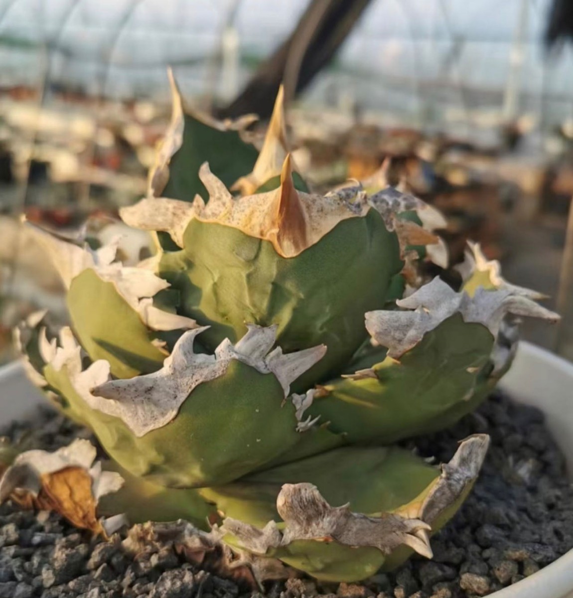 Yahoo!オークション - 184アガベ チタノタ 翼竜 優良血統 極上強棘 狂