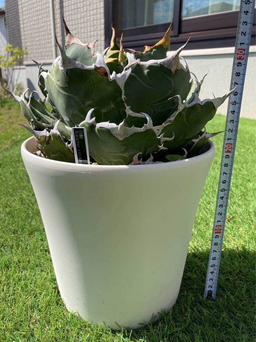 アガベ チタノタ 白鯨 大株｜Yahoo!フリマ（旧PayPayフリマ）