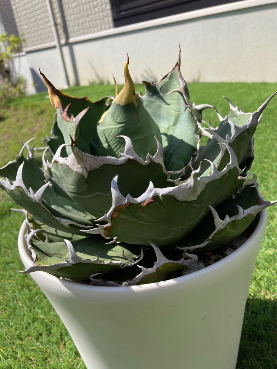 アガベ チタノタ 白鯨 大株｜Yahoo!フリマ（旧PayPayフリマ）
