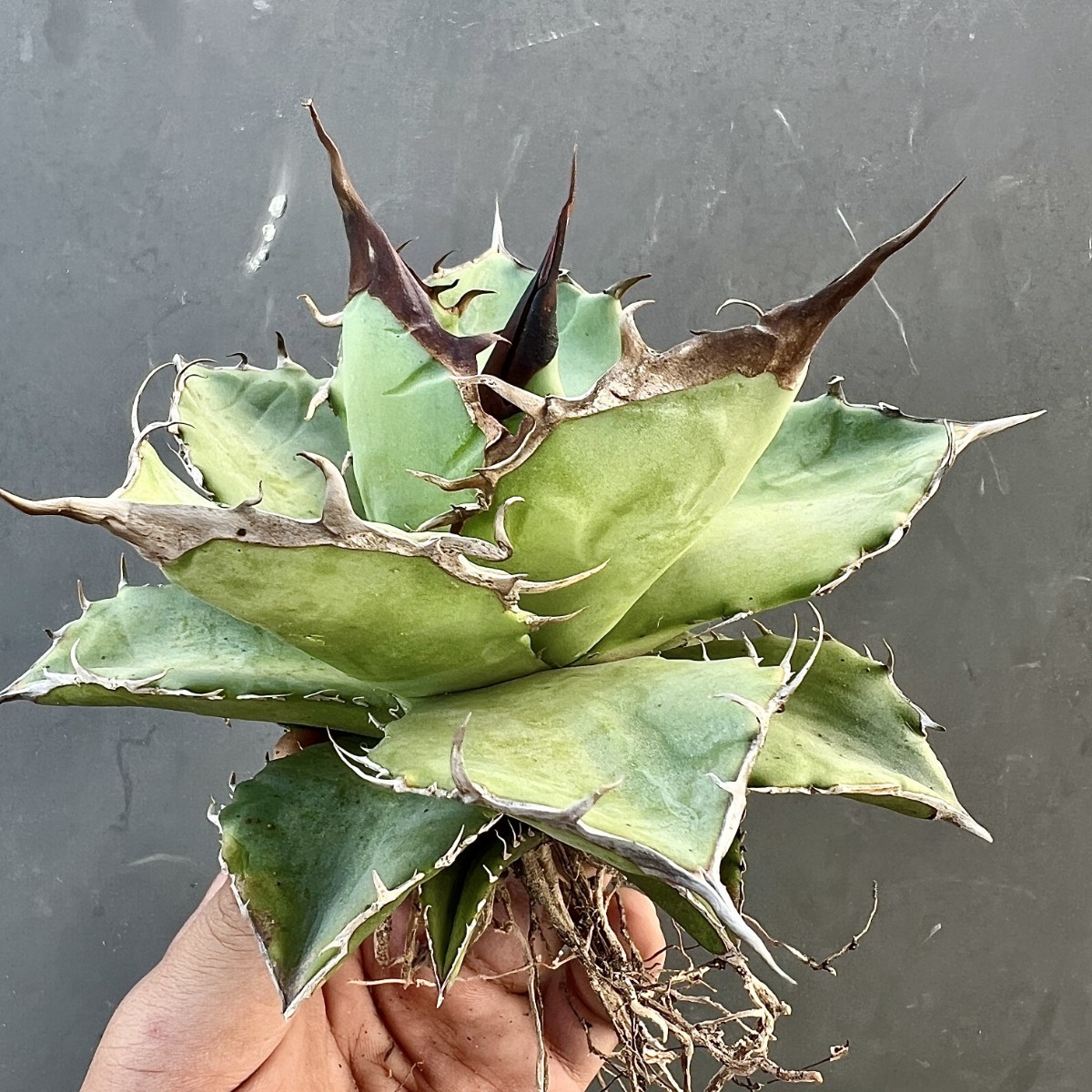 Yahoo!オークション - A56-15 アガベ チタノタ 蜘蛛/クモ 強棘 狂刺 極