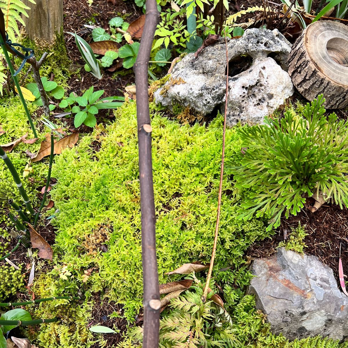 イチジク穂木1本 Black Algiers｜Yahoo!フリマ（旧PayPayフリマ）