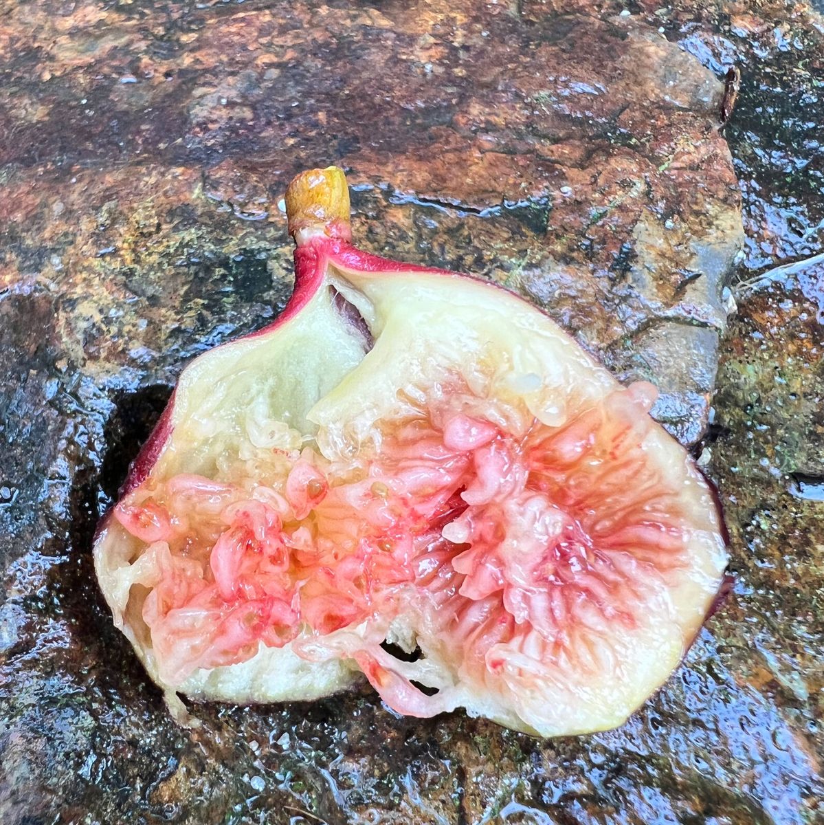 ニッキー品種60種セット！ 本日10時剪定！明日まで！イチジク 穂木