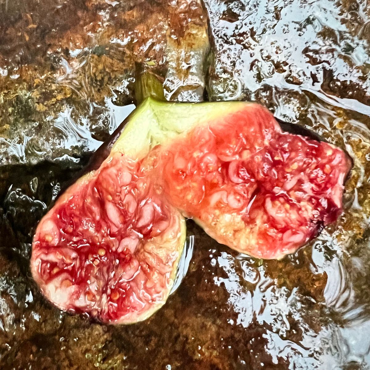 イチジク穂木1本 Black Algiers｜Yahoo!フリマ（旧PayPayフリマ）