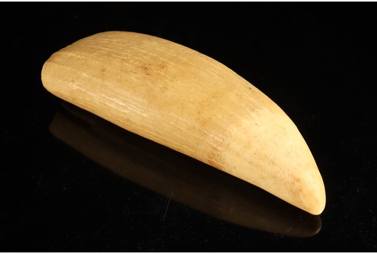 ウニコール 一角 鯨牙 鯨歯 新品 送料無料 ウニコール一角鯨牙送料無料