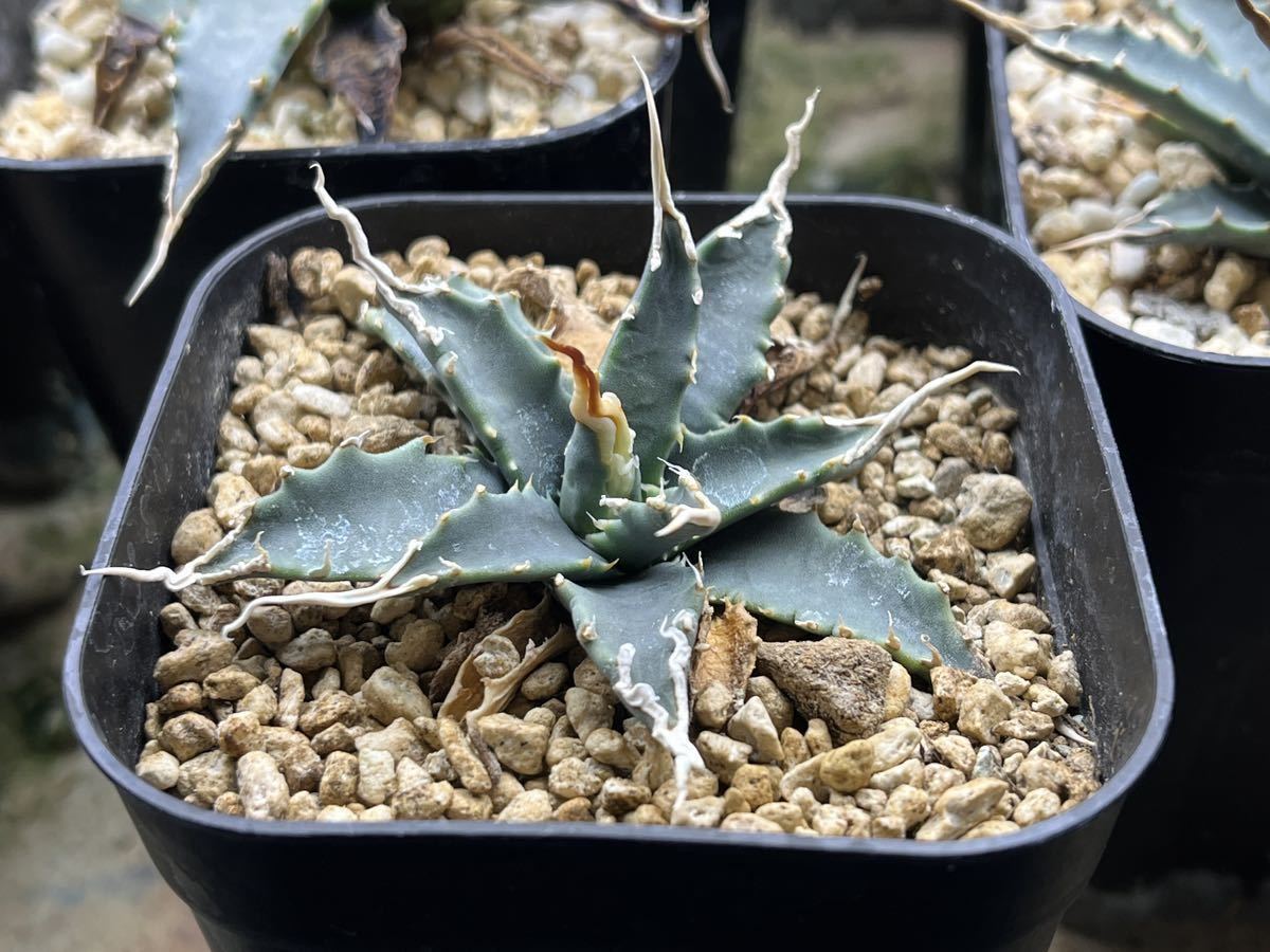 Yahoo!オークション - アガベ ユタエンシス エボリスピナ 陽炎 子株か