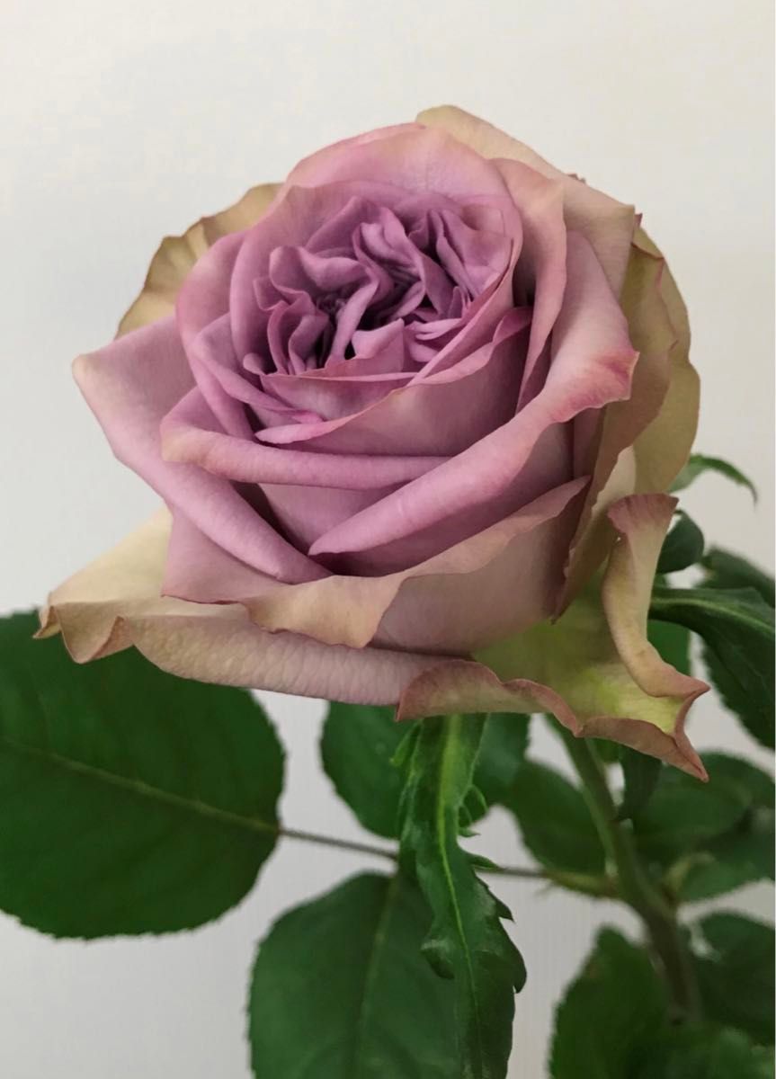 バラ苗 新品種です ロゼット咲きの大輪は握りこぶし程の大きさ 挿し木