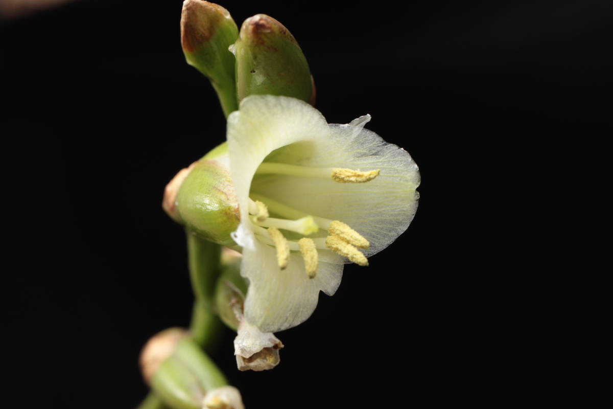 Yahoo!オークション - Stigmatodon plurifolius ブロメリア