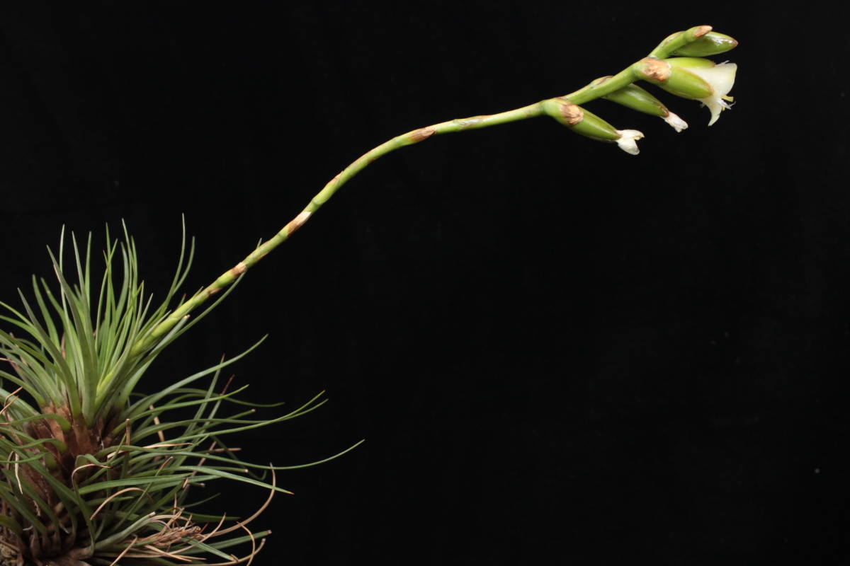 Yahoo!オークション - Stigmatodon plurifolius ブロメリア