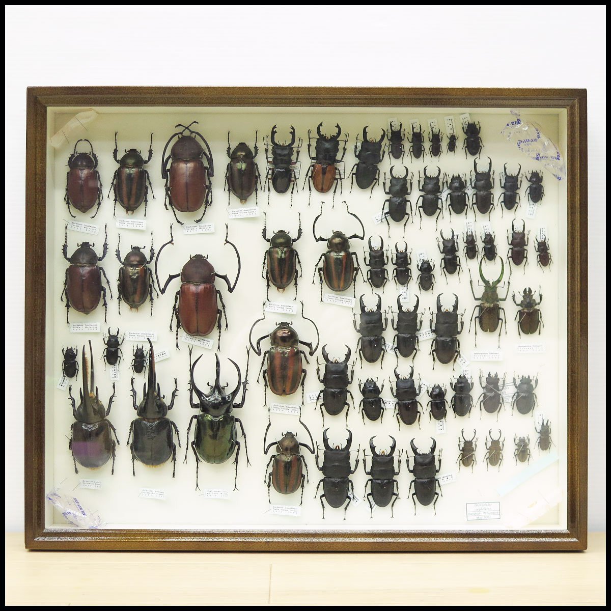 Yahoo!オークション - 2) 計58匹 昆虫標本 コーカサスオオカブト・ネ