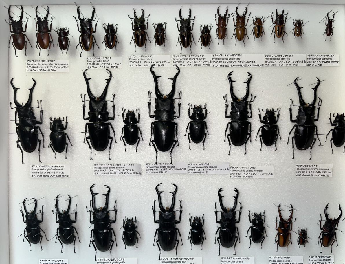 Yahoo!オークション - ノコギリクワガタ 標本 ギラファノコギリクワガ