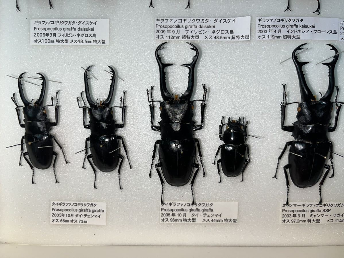 Yahoo!オークション - ノコギリクワガタ 標本 ギラファノコギリクワガ