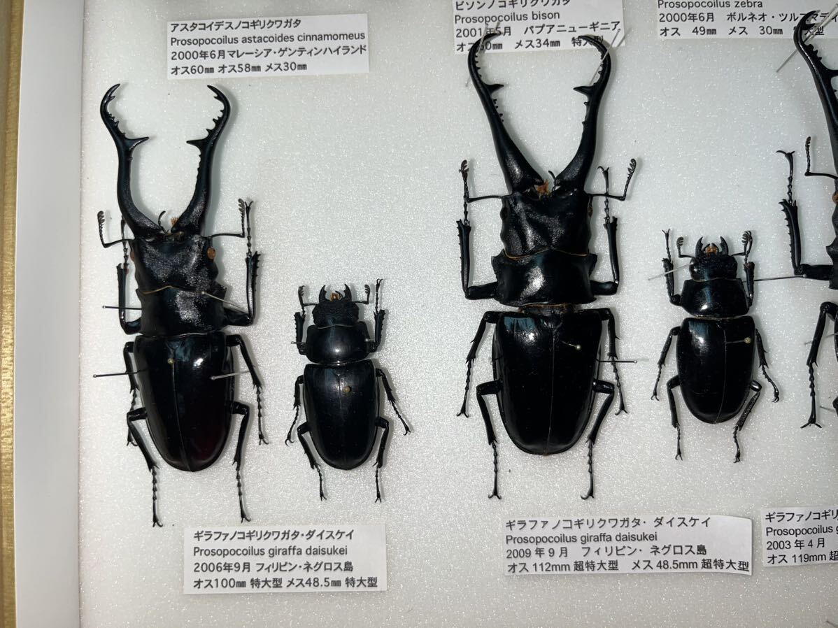 Yahoo!オークション - ノコギリクワガタ 標本 ギラファノコギリクワガ