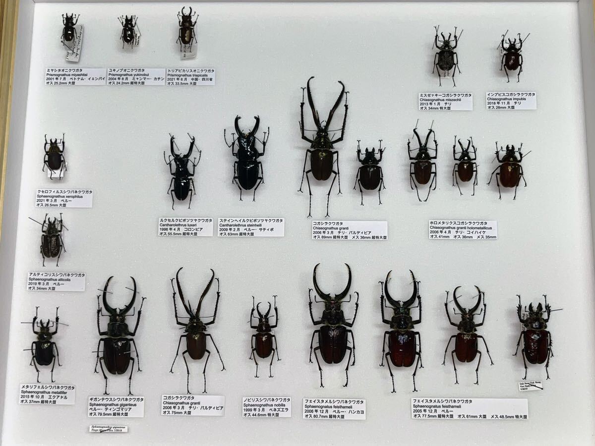 Yahoo!オークション - コガシラクワガタ シワバネクワガタ 標本 昆虫標