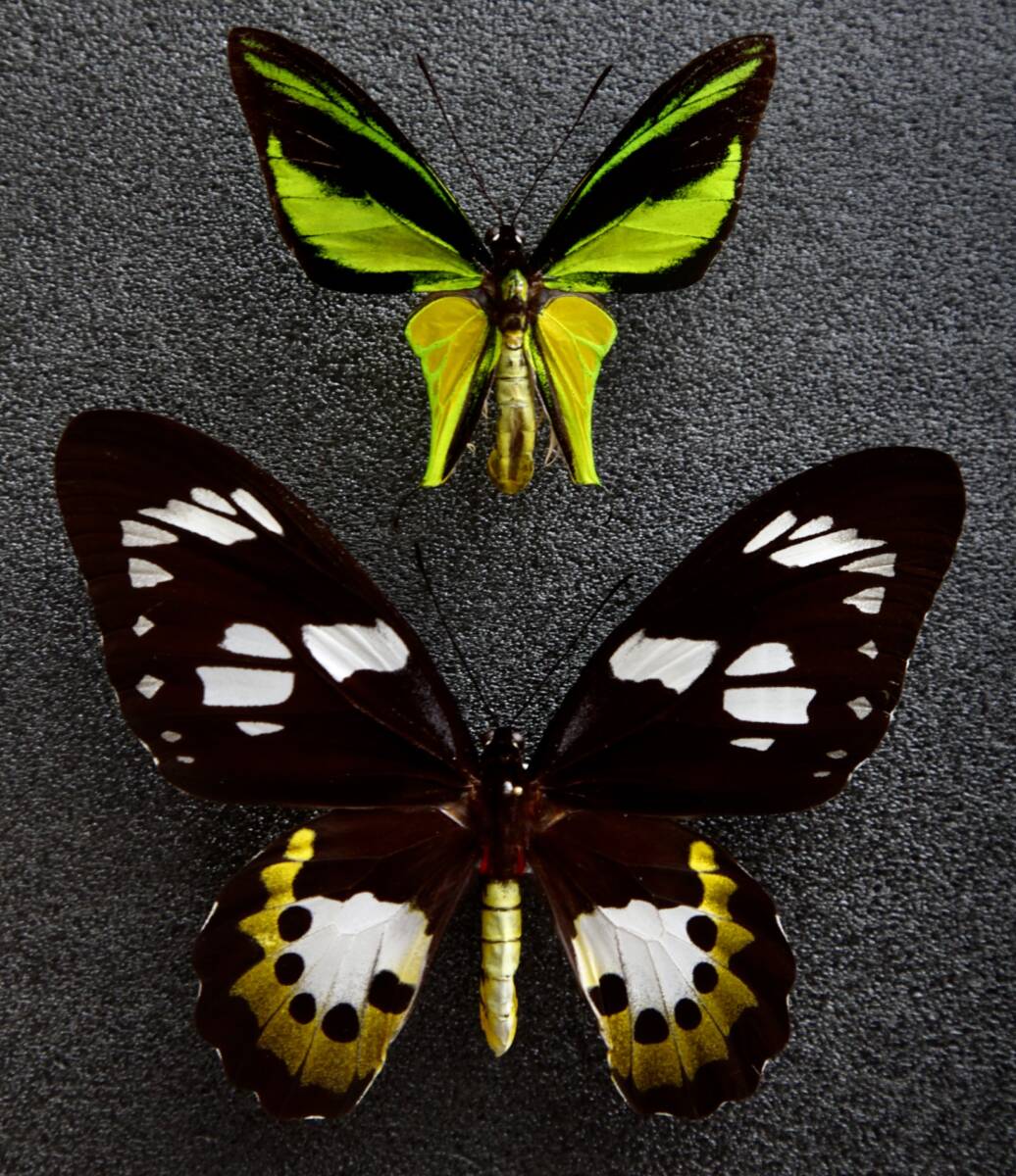 Yahoo!オークション - 外国産蝶標本 ヒレオトリバネアゲハ A-pair テ