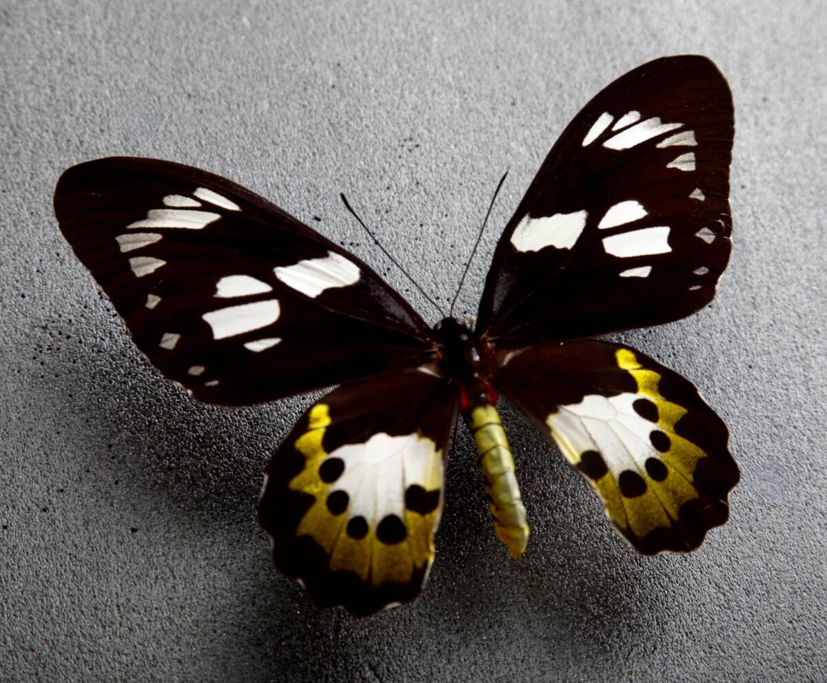 Yahoo!オークション - 外国産蝶標本 ヒレオトリバネアゲハ A-pair テ