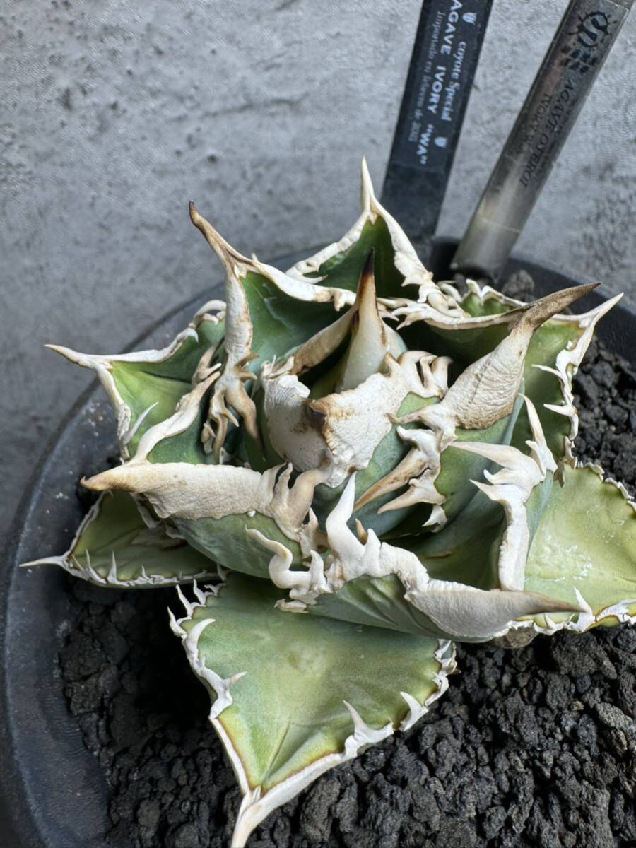 Yahoo!オークション - アガベ ivory w.a PUP 子株 検)アイボリー ivory