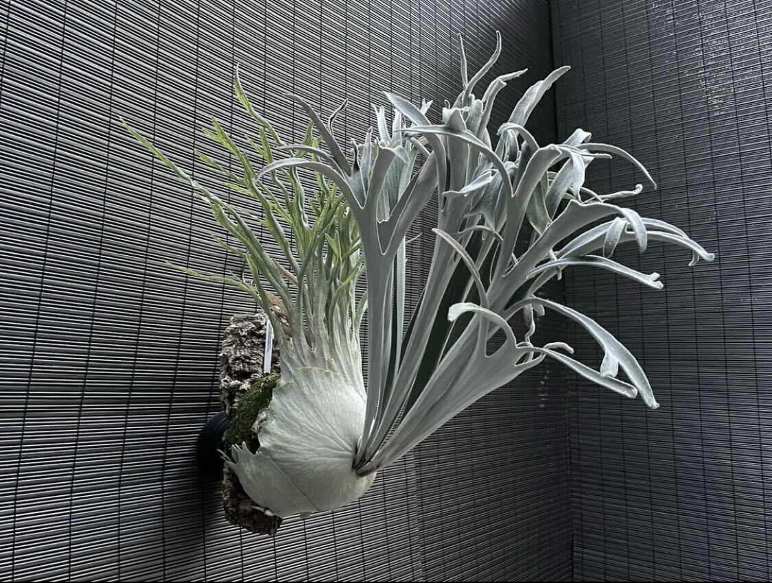 Yahoo!オークション - きよし P. veitchii wild (vp#17) ビカクシダ