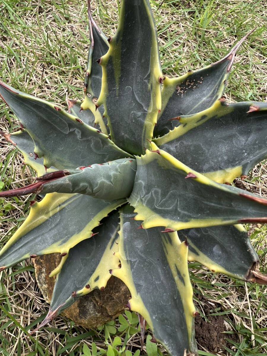 Yahoo!オークション - 【農園直送】大サイズ 希少 アガベ モンタナ テ