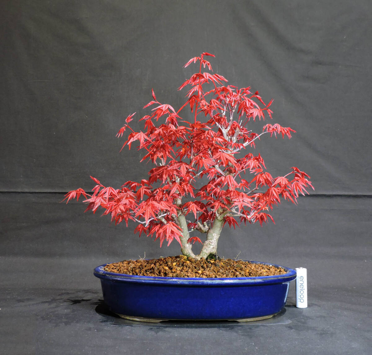 もみじ 出猩々もみじ ( デショウジョウモミジ / モミジ ) 盆栽 縦23cm