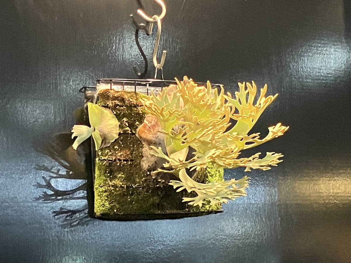 ビカクシダ セット ジェニー 金童 OMG Amazon.co.jp: P.willinckii OMG