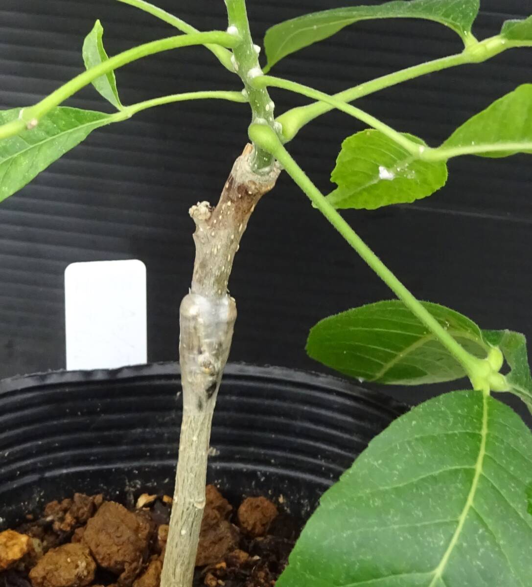 Yahoo!オークション - ホワイトサポテ モルツビー接ぎ木苗 （花粉が多