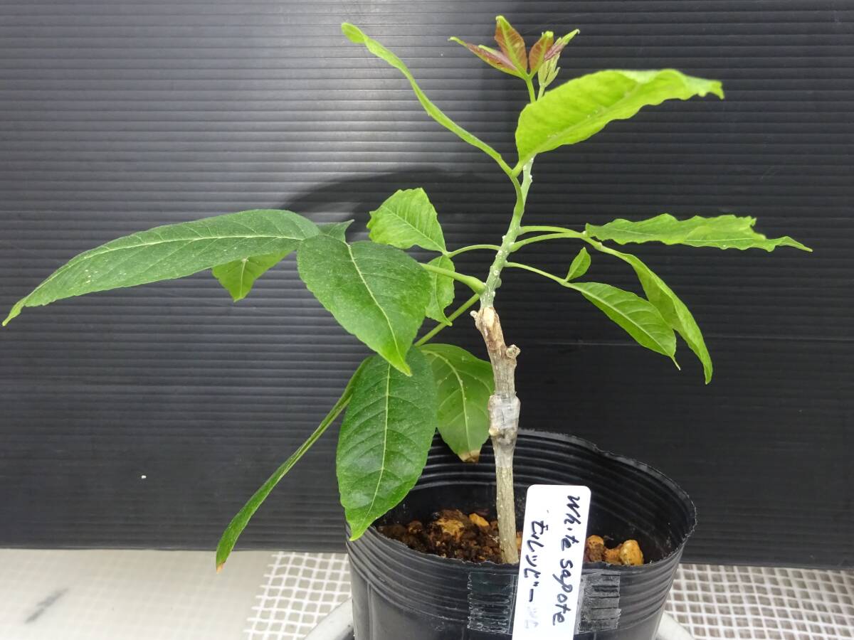 Yahoo!オークション - ホワイトサポテ モルツビー接ぎ木苗 （花粉が多