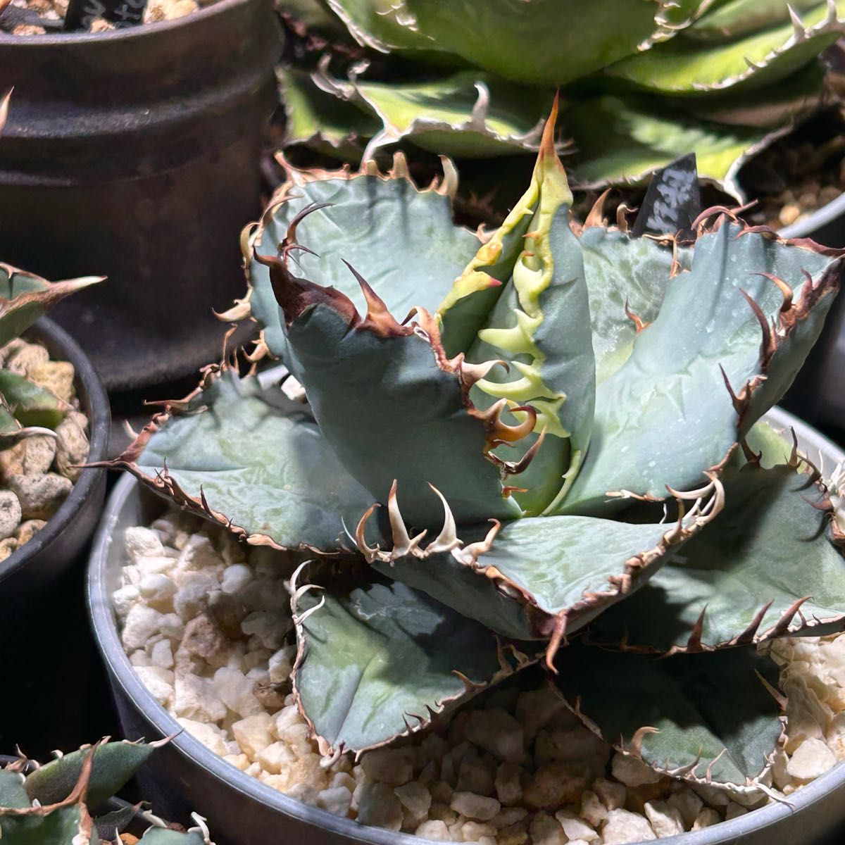 週末限定 鉢ごと発送します^ ^アガベ チタノタブルー 実生 狂刺 厳つい