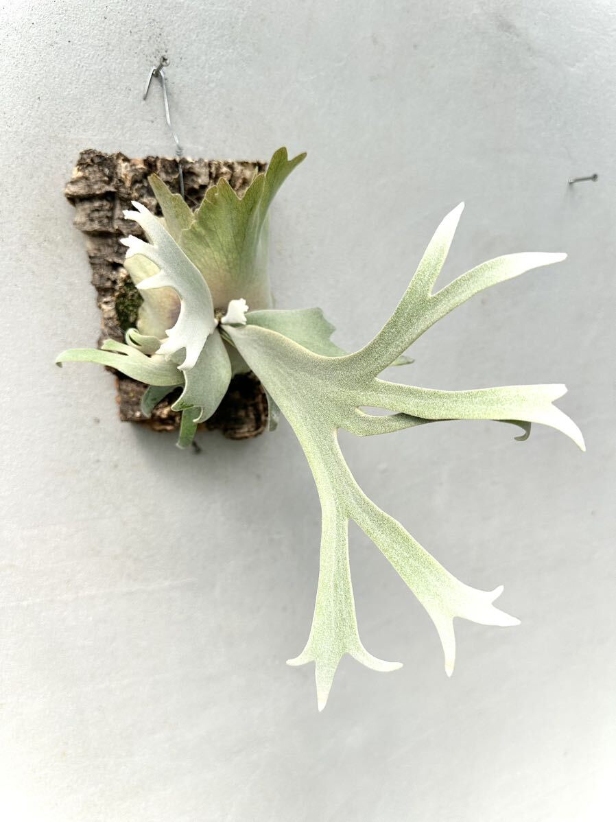 Yahoo!オークション - P. willinckii 'Bogie' 波奇 ウィリンキー 【van