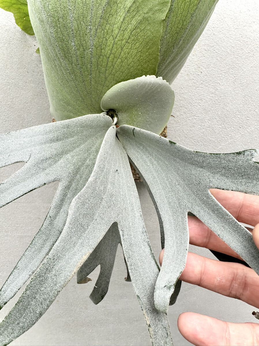 P. willinckii 'Stardust' ウィリンキー【vandaka】ビカクシダ-鹿角蕨