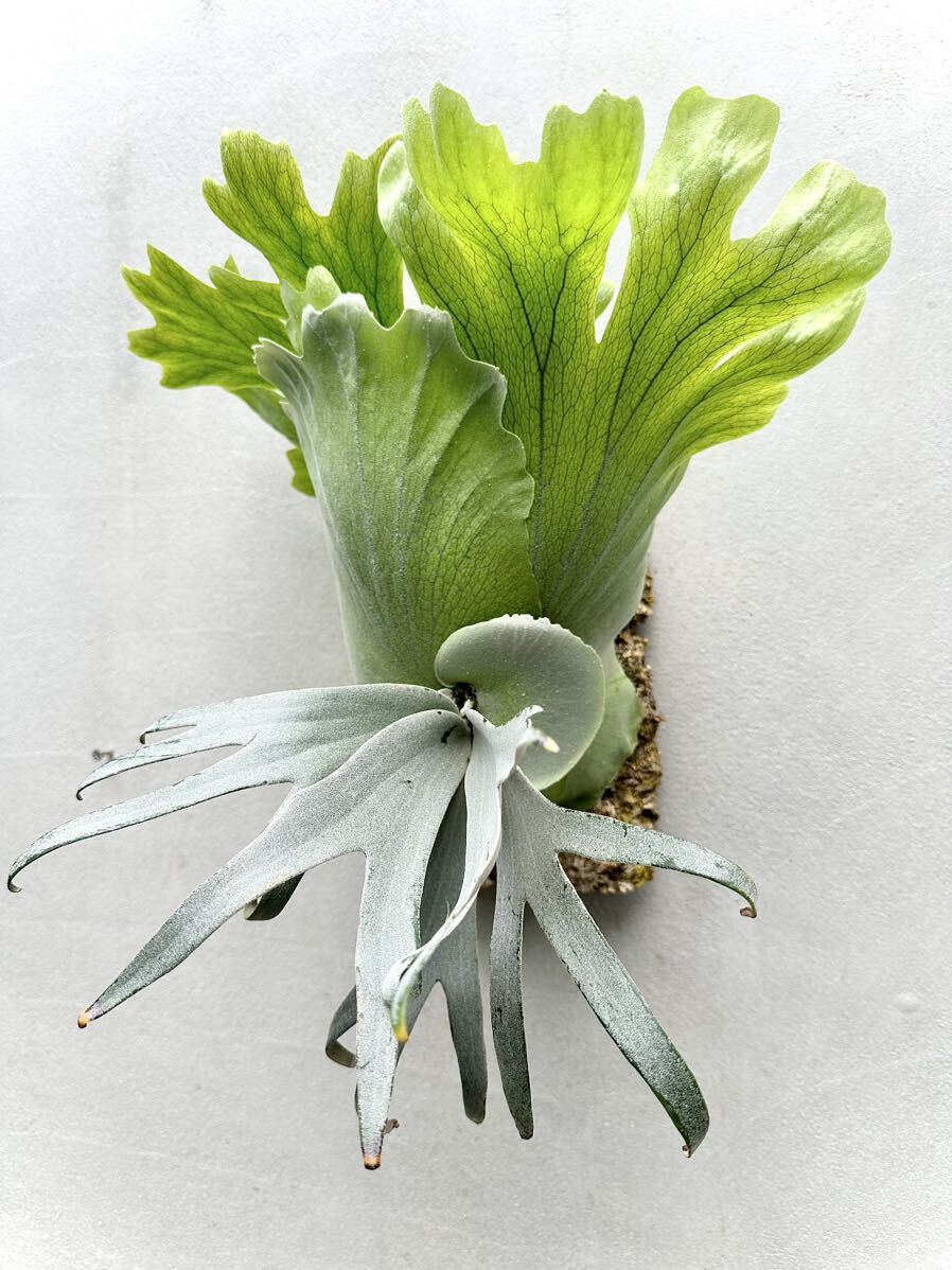 P. willinckii 'Stardust' ウィリンキー【vandaka】ビカクシダ-鹿角蕨