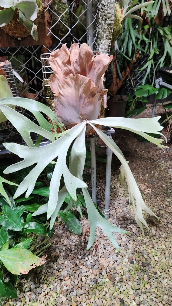 Yahoo!オークション - F25 P. Rabbit Moon OC pup 子株 株分け