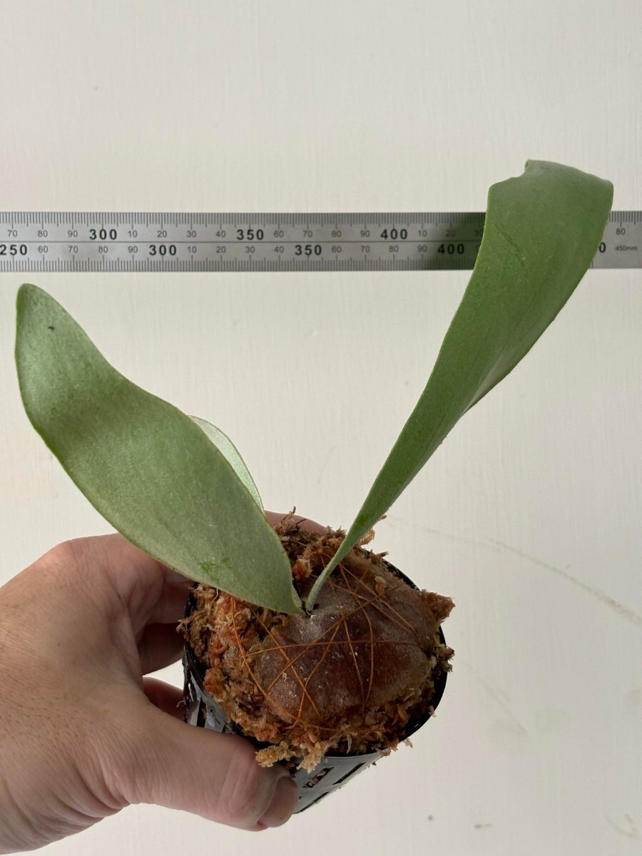 Yahoo!オークション - F25 P. Rabbit Moon OC pup 子株 株分け