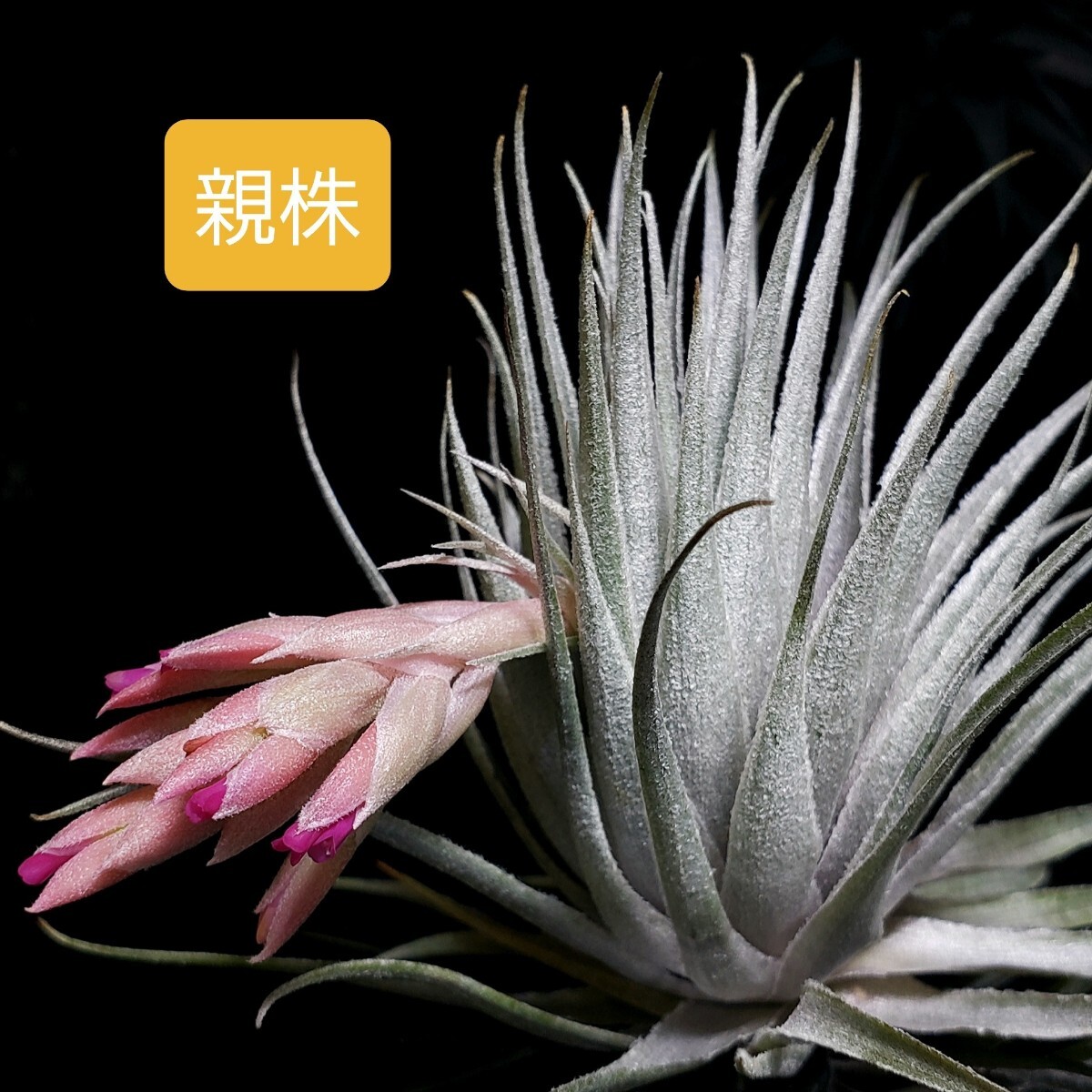 Yahoo!オークション - Tillandsia roseiflora ( ) エアープランツ チラ