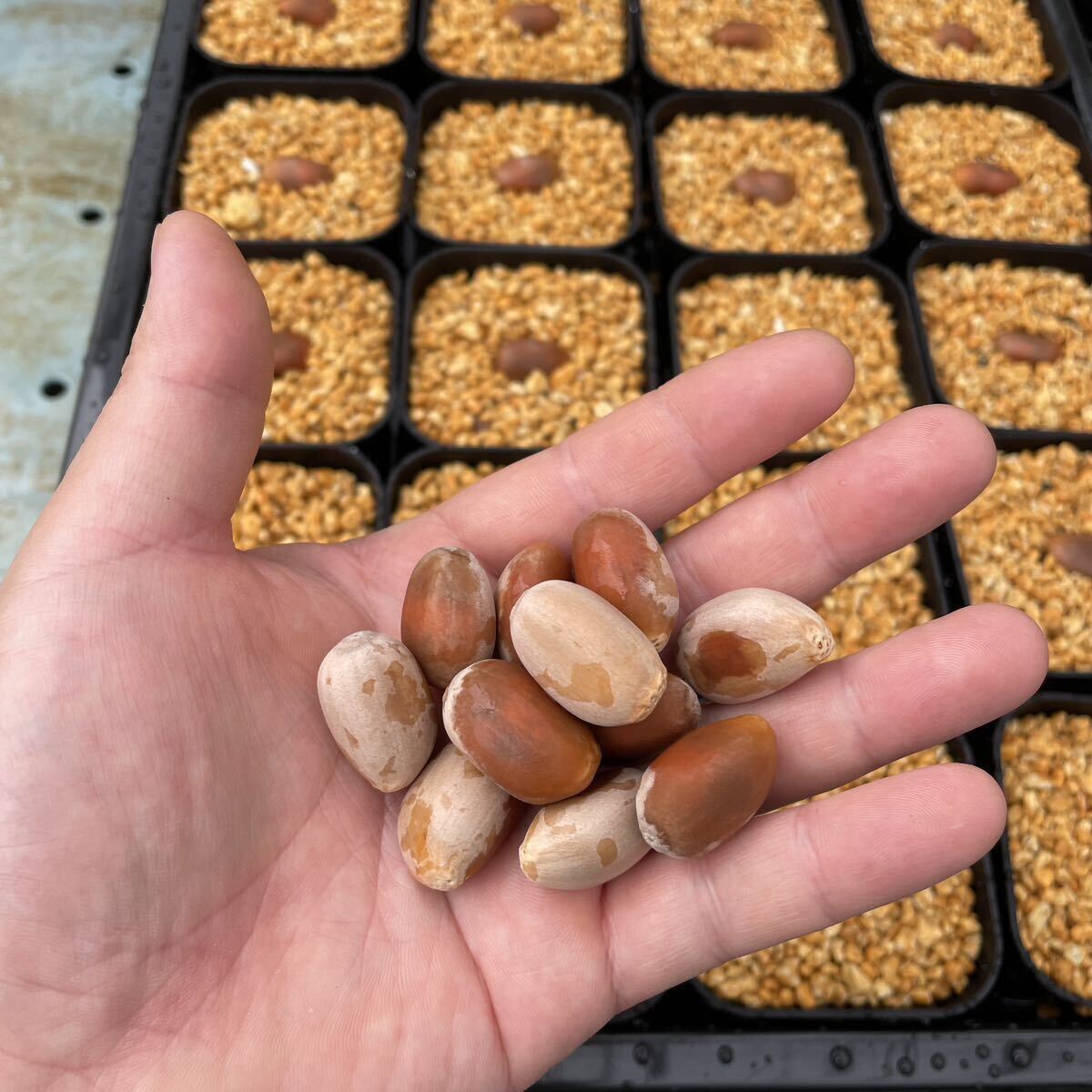 エンセファラルトス ホリダス 国内採取 種子 1粒 ②｜Yahoo!フリマ（旧