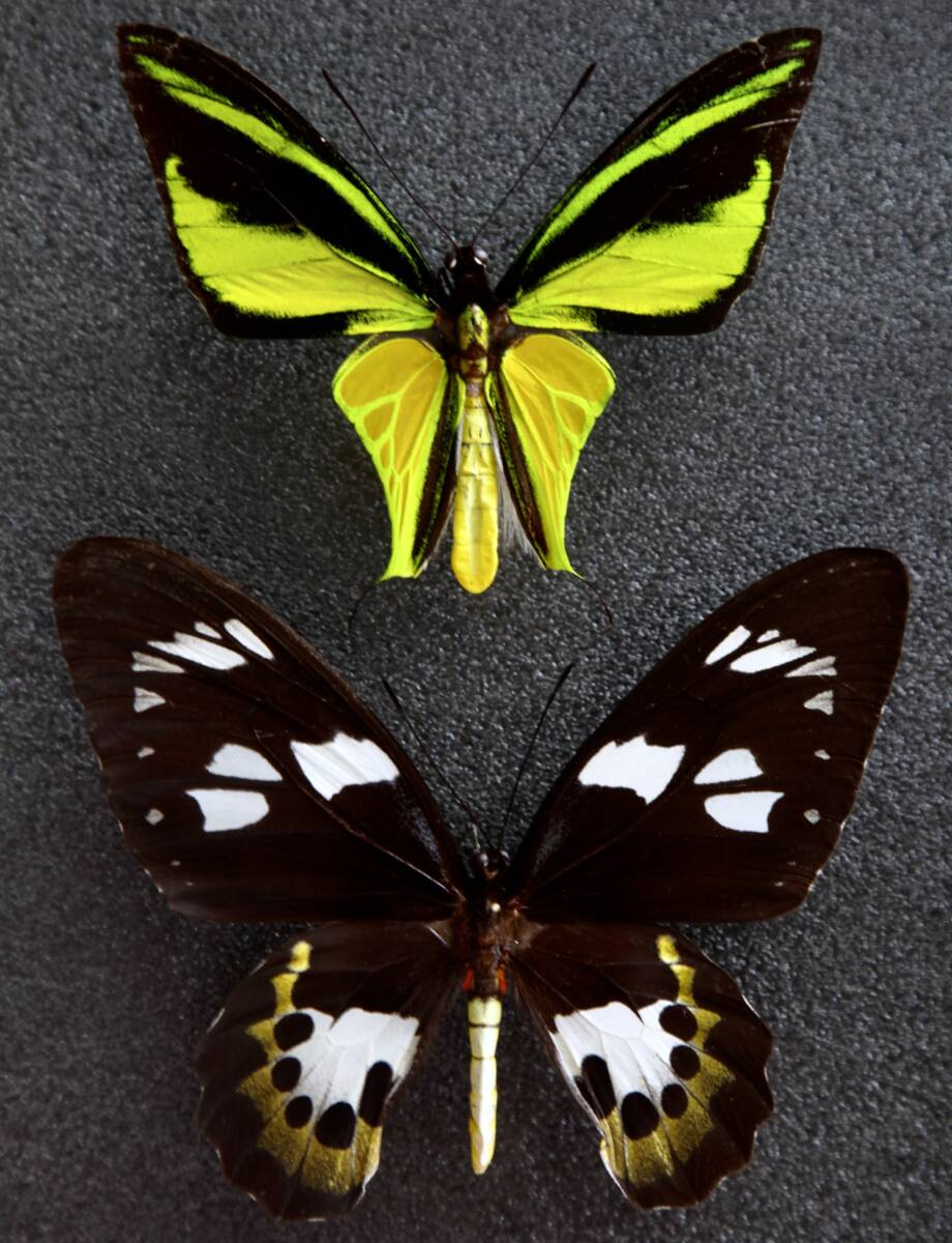 Yahoo!オークション - 外国産蝶標本 ヒレオトリバネアゲハ A-pair 西