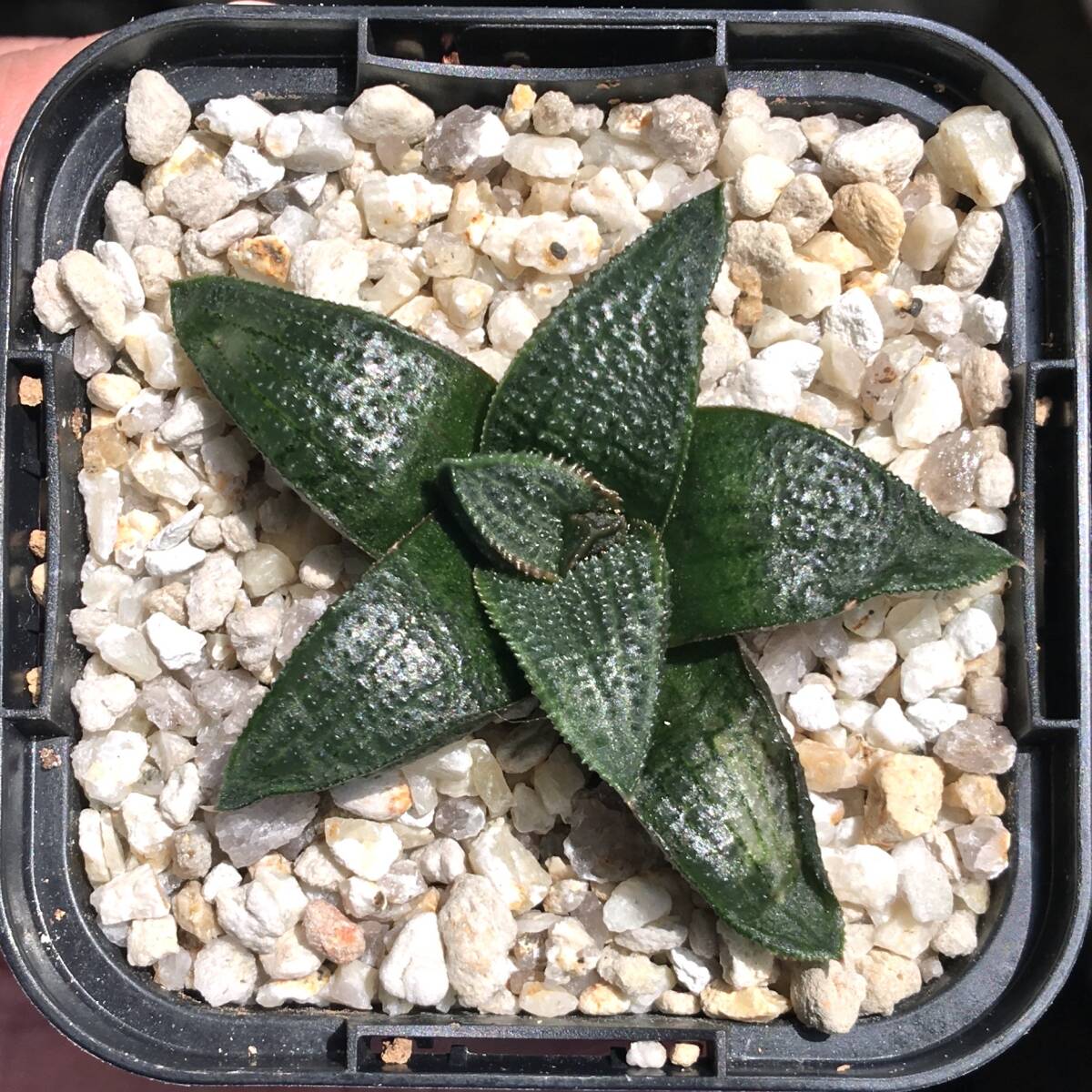 Yahoo!オークション - 【原種】 ハオルチア マクマトリー H. koelmanio