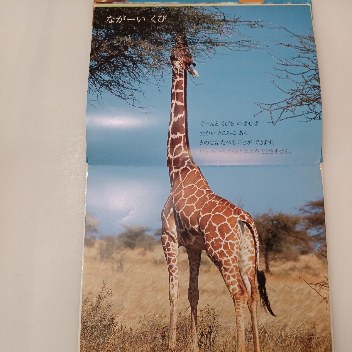 zaa-575 きりんの絵本 キンダーブックしぜん サンチャイルドビッグ