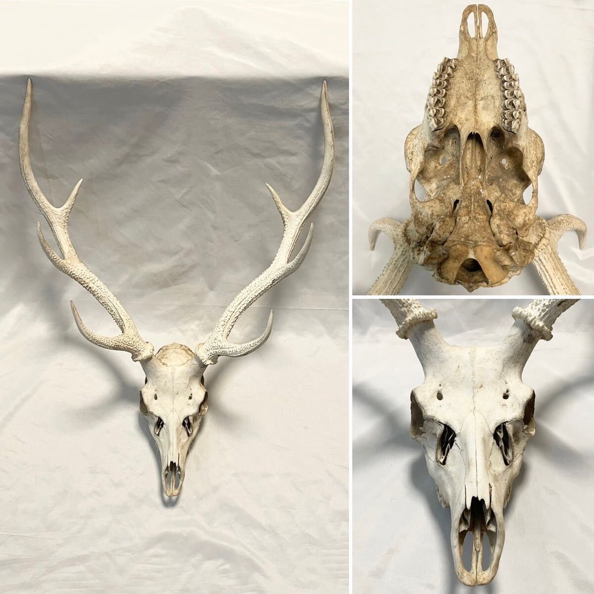 鹿 頭蓋骨 鹿角 鹿の角 壁掛 壁飾 ハンティングトロフィー 頭骨 標本