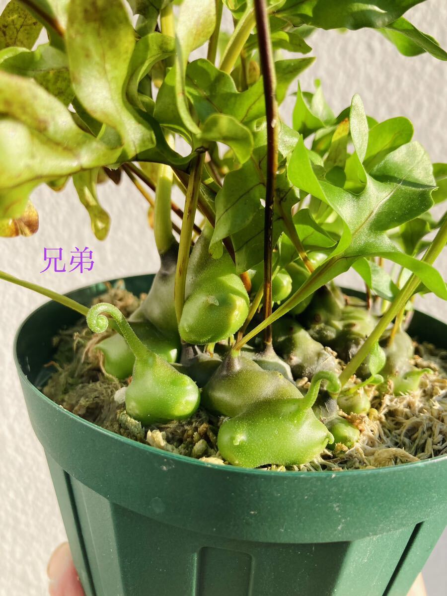 Yahoo!オークション - Lecanopteris. 'Yellow Tip' / レカノプテリス