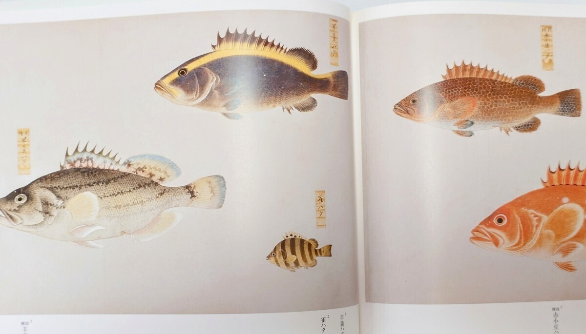 Yahoo!オークション - 衆鱗図 723種 第一帖 第二帖 第三帖 第四帖 研究