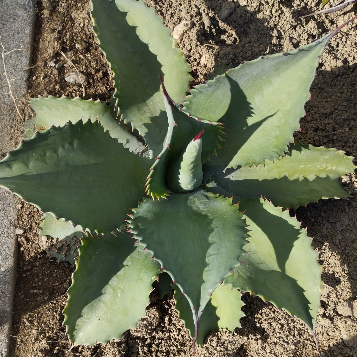 Yahoo!オークション - ラスト アガベ サルミアナフェロックス ミスター