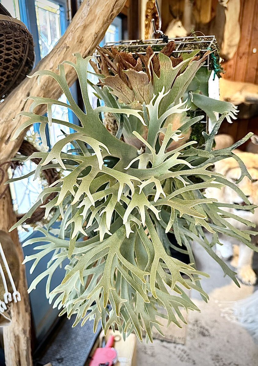 Yahoo!オークション - P. willinckii 'Elves' ビカクシダ【vandaka】