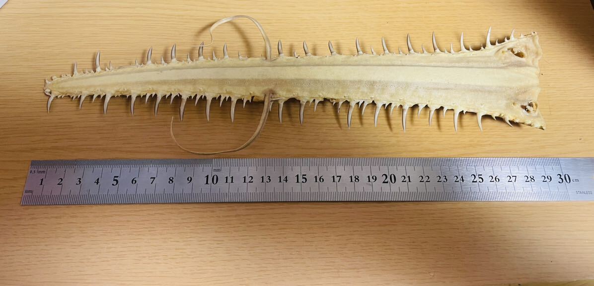 Yahoo!オークション - ノコギリザメの吻 サメの歯 鮫 骨格標本