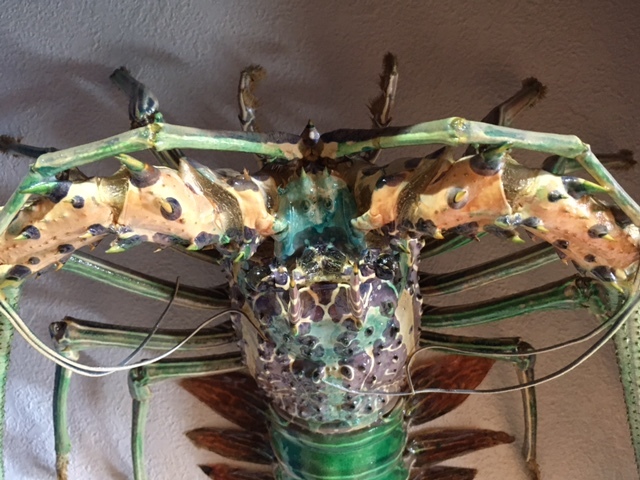 Yahoo!オークション - 希少 美品 鮮やか 標本 五色海老 沖縄産 飾りケ