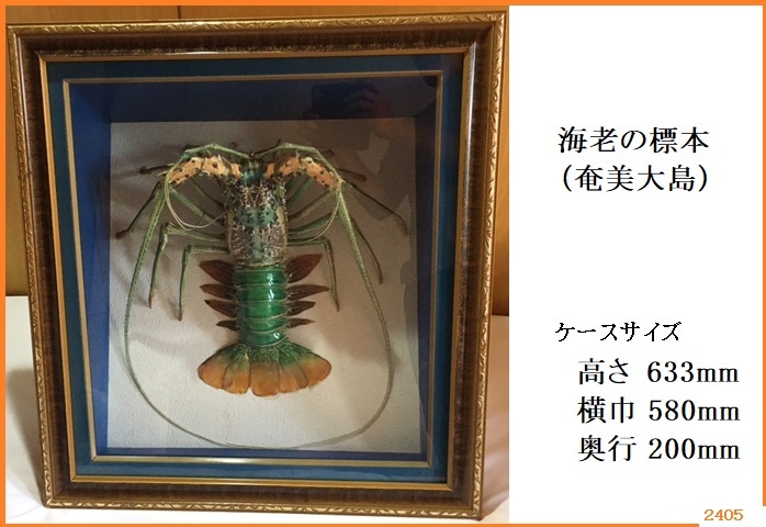 Yahoo!オークション - 希少 美品 鮮やか 標本 五色海老 沖縄産 飾りケ