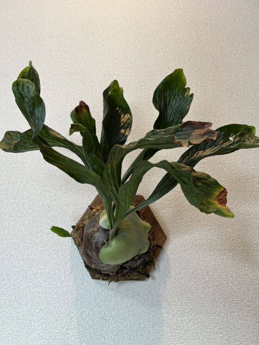 Yahoo!オークション - 超レア株 ドラゴンスケール OC株 P. hillii 'Dr