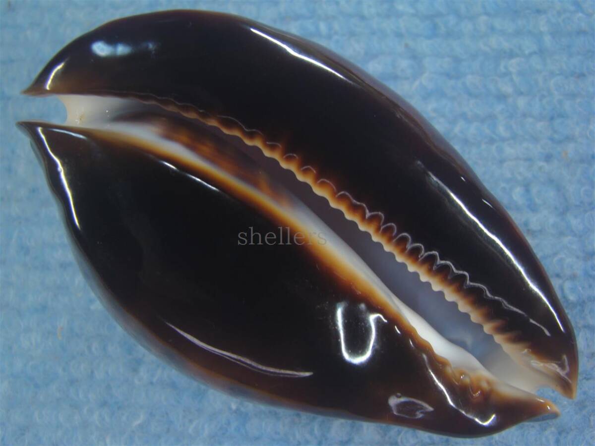 Yahoo!オークション - 貝 標本 マリナクロガネダカラ(Zoila friendii m