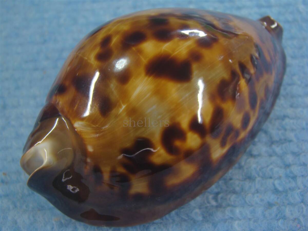 Yahoo!オークション - 貝 標本 マリナクロガネダカラ(Zoila friendii m