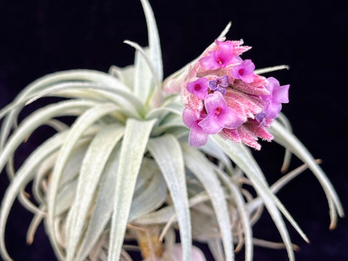 Yahoo!オークション - Tillandsia gardneri var. rupicola 'Compacta'