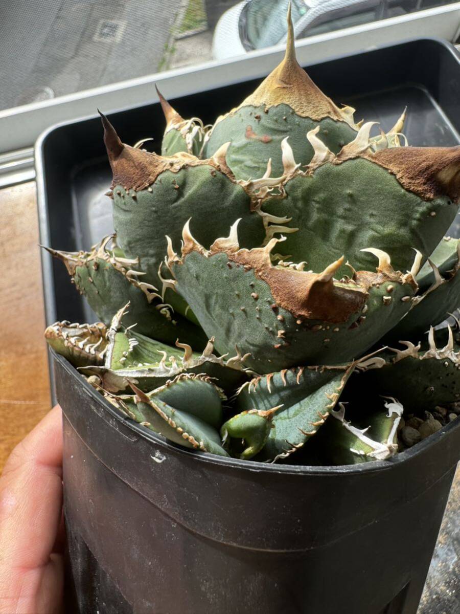 Yahoo!オークション - アガベ チタノタ 麻花龍 マカロン 子株 ブツブツ